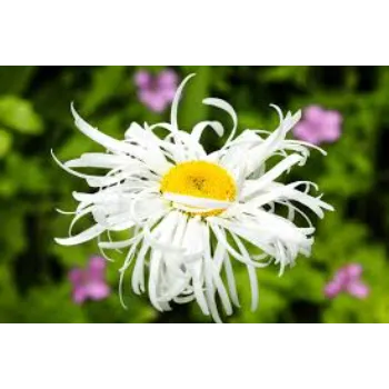 Super Daisy Flower